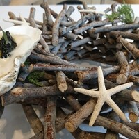 ad hoc  - いつもの牡蠣。鳥の巣独り占め。