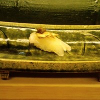 日本料理 はなの - ひらめのにぎり