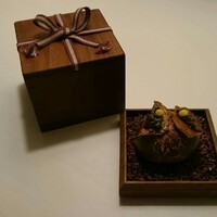 Installation Table ENSO L'asymetrie du calme - 