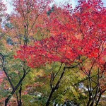 ニュー万長 - ☆京都の紅葉は例年より早めだった。