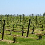 Wölffer Estate Vineyard - 