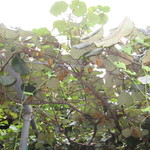 野の実 - キュウイの実が！