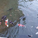 あさば - 鯉の餌おいてあります 
      夫 無心に 餌やってました