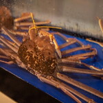 生簀割烹 雅 - 越前蟹