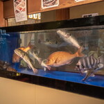 生簀割烹 雅 - 生きた魚