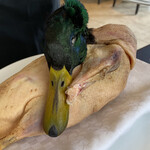 プレゼンテ スギ - マガモ