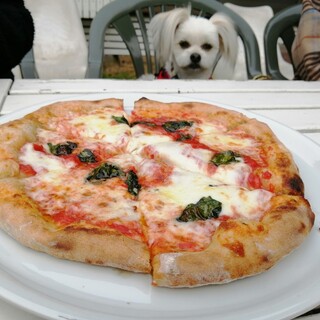 フレンチ ブルドッグ_1