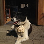 蔵王マウンテンファーム・山川牧場 - 営業犬、ウシ