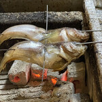 旬ものと日本酒 とみ笑 - はたはた