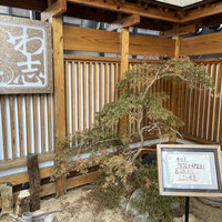 いわ志 本店 - またやって来ました♡
                    今回は極限までシャリ少なめランチで✨