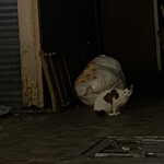 遊酒食堂 宇都宮 - 人より猫のが多い熊手通り