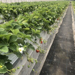 姫路ハートフル観光農園 - 