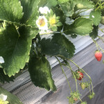 姫路ハートフル観光農園 - 