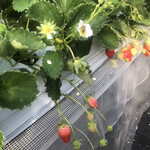 姫路ハートフル観光農園 - 