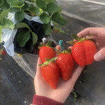 姫路ハートフル観光農園 - 