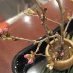 北新地 弧柳 - 「魚庭」には毎回季節花が この時は桜