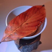 ハジメ - 