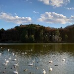 Shizu Hiruzu Kantori Kurabu Resutoran - （近隣散策）古徳沼の白鳥