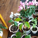 カフェ・アカリ - 