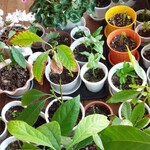 カフェ・アカリ - 