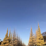 日本料理 太月 - おまけ。この日の外苑のイチョウ並木。見頃は過ぎた？かもしれませんが、まだまだ綺麗です(^｡^)