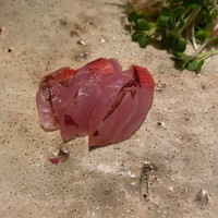神戸・鮨かねさか - 