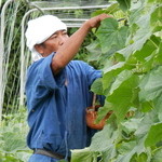 川波 - 毎朝川波農園で、野菜作りとその日の食材を収穫