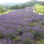 Tambara Lavender Park - 広がるラベンダー畑を見ながら