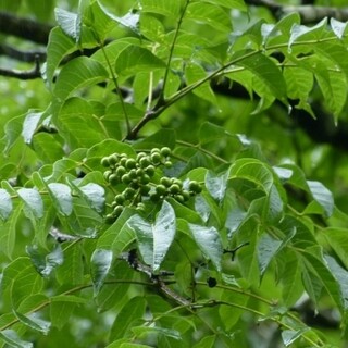 시케레페 (키하다 열매)