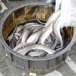 うなぎ 桜家 - 活き活きとした元気なウナギたちです。