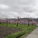 Teuchi Soba Tanabota An - 店の前　桃の花
