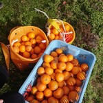 まつが - 収穫ニャリ