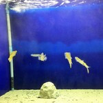 加賀屋別邸 松乃碧 - 帰りに立ち寄ったのとじま水族館のあおりいか