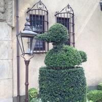 小笠原伯爵邸 - こんな植木がありました。