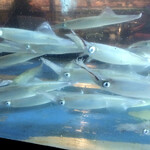 海光房 - 外から見られる生簀