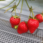 姫路ハートフル観光農園 - 