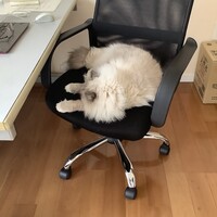 北鎌倉 紫−ゆかり− - 在宅勤務を阻止するレオン