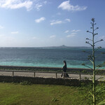 チャハヤブラン - 