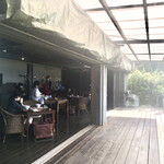 チャハヤブラン - 