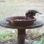 くつきそば 永昌庵 - 