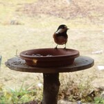 くつきそば 永昌庵 - 