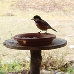 くつきそば 永昌庵 - 