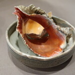 千松しま - 赤西貝の貝殻