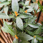 手打ちそば 根津 鷹匠 - 