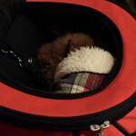 ＭＯＭＩＮＯＫＩ ＨＯＵＳＥ - おやつに夢中