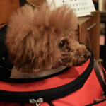 ＭＯＭＩＮＯＫＩ ＨＯＵＳＥ - 店内犬OKです♪