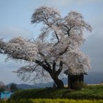 大三元 - 小沢の桜