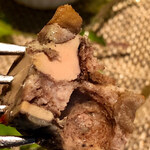 キャトルラパン - 