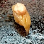 鮨 来多老 - カワハギ　肝乗せ