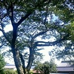 ふらここ食堂 - 桜の巨木とふらここ